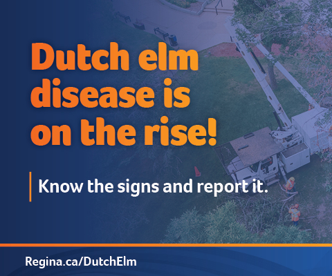 Dutch elm disease 2026