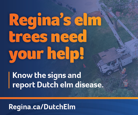 Dutch elm disease 2026