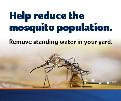 Mosquito