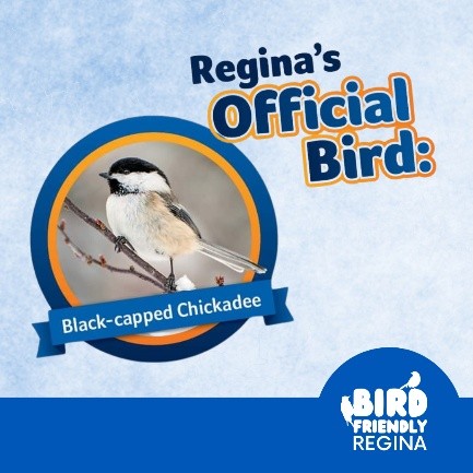 Regina official bird Regina official bird